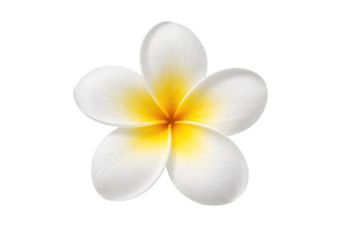 Yukarıdan bakıldığında beyaz bir tesisat çiçeği, beş pürüzsüz taç yaprağı ve sıcak sarı bir merkezi var. Temiz beyaz arka planda izole edilmiş, tropikal güzelliği, tazeliği sembolize eden minimum çiçek bileşimi.