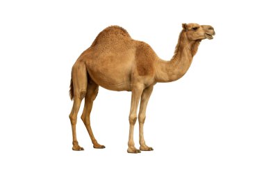 Dromedary deve tüm vücut tarafında duruyor, beyaz arka planda izole edilmiş, sergilenen çöl yaban hayatı, hayvan anatomisi ve Orta Doğu kültürü, doğa, seyahat ve eğitim kavramları için uygun.