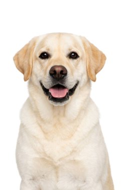 Mutlu Labrador Retriever köpekleri oturuyor ve gülümsüyor, ön yüzlü portre temiz beyaz bir arka planda izole edilmiş, dostane bir ifade ve iyi bakımlı kürk, stüdyo hayvanı fotoğrafçılık tarzı..