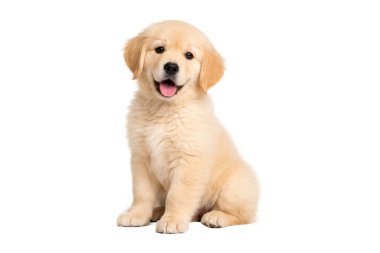 Şirin Golden Retriever yavrusu, beyaz bir arka planda, temiz bir stili, neşeli bir ifadesi ve yumuşak kürkü olan, evcil hayvan, hayvan ve aileyle ilgili kavramlar için ideal, mutlu bir şekilde oturuyor..