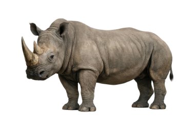 Doğal bir poz veren bir gergedanın tüm vücut görüntüsü, güçlü vücut yapısı ve detaylı deri dokusu ile yan görünümü, temiz beyaz bir arka planda izole edilmiş, vahşi yaşam için uygun.