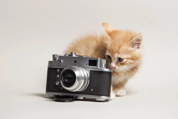 Funny Ginger Kitten Vintage Camera Light Background — Stock Photo, Image