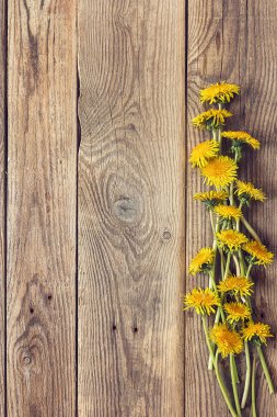 Dandelions eski ahşap Komiteler arka plan üzerinde bir grup. TABA