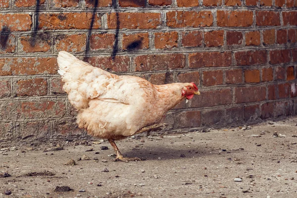 Pollo caminando en el patio. — Foto de Stock