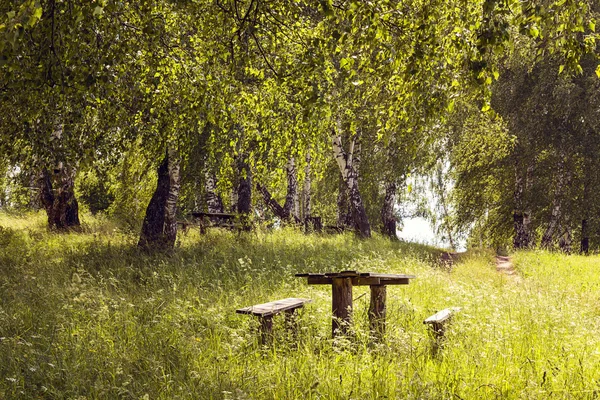 Holztisch und Bänke im Birkenhain. — Stockfoto