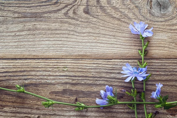 Fond avec des fleurs de chicorée sur les vieilles planches en bois. Pla — Photo