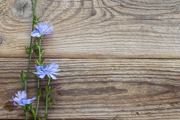 Fond avec des fleurs de chicorée sur les vieilles planches en bois. Pla — Photo