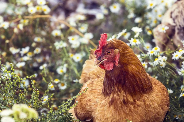 Pollo marrón caminando en la hierba y las flores . — Foto de Stock