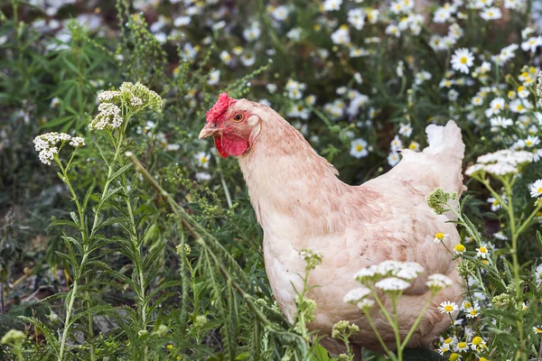 Pollo caminando en la hierba y las flores . — Foto de Stock