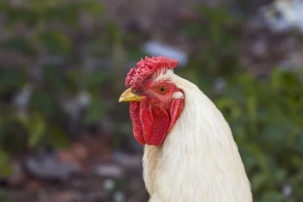 Retrato de gallo blanco — Foto de Stock