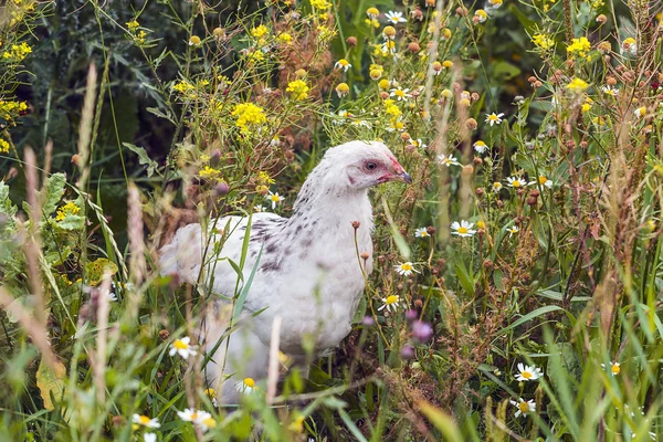 Pollo joven caminando en la hierba y las flores . — Foto de Stock
