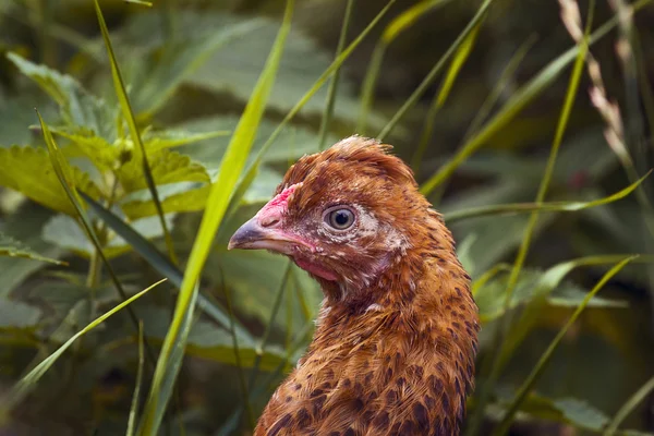 Retrato de uma jovem galinha marrom em um fundo de grama . — Fotografia de Stock