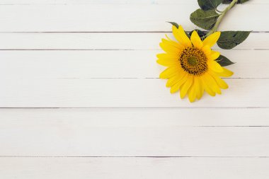 Arka plan ayçiçeği bir beyaz boyalı ahşap kurullarında ile. Girintili