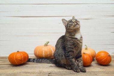 Tatlı çizgili kedi ve bir arka plan o ahşap bir masa üzerinde kabak