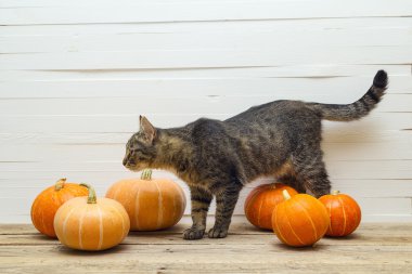 Tatlı çizgili kedi ve bir arka plan o ahşap bir masa üzerinde kabak