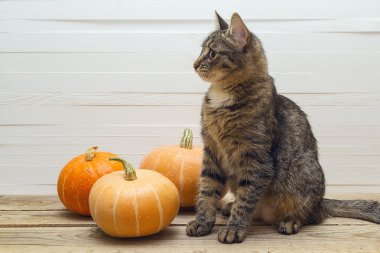 Tatlı çizgili kedi ve bir arka plan o ahşap bir masa üzerinde kabak