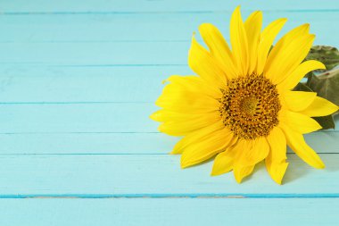 Arka plan mavi ahşap Komiteler üzerinde tek sarı ayçiçeği.