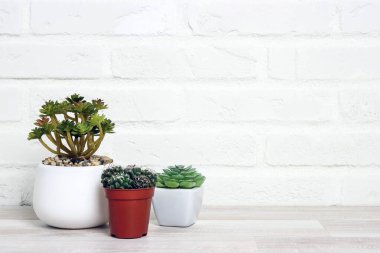 Çiçek saksılarındaki bitkiler beyaz tuğla duvarın yanındaki masada. Metin için alanı kopyala.