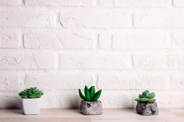 Small succulents in pots on the background of a white brick wall. Copy space for text.