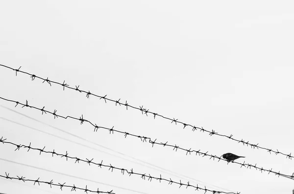 Sparrow Sits Barbed Wire Cloudy Sky Black White Image Copy — Stock Photo, Image