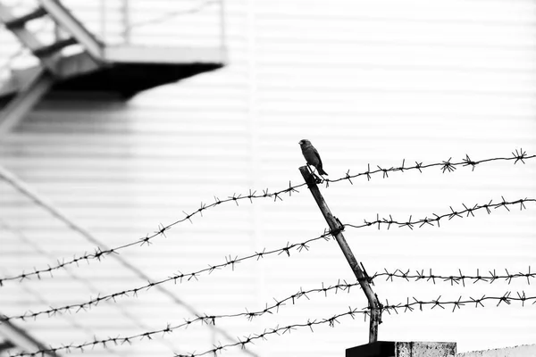 Ein Sperling Sitzt Auf Einem Stacheldraht Schwarz Weiß Bild Mit — Stockfoto