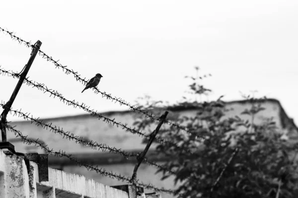 Een Mus Zit Een Prikkeldraad Tegen Bewolkte Lucht Zwart Wit — Stockfoto