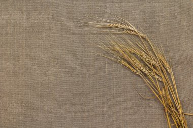 spikelets buğday Sivas'tan üzerinde