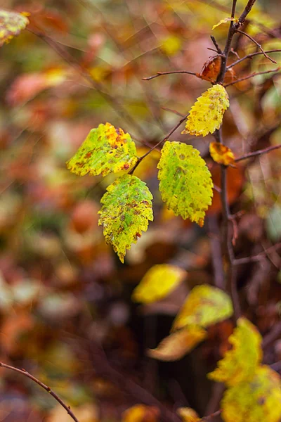 Gele herfstbladeren — Stockfoto