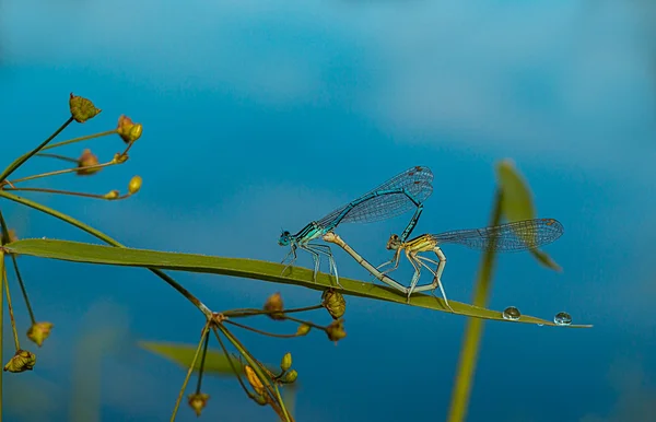 Two dragonflies form a heart while mating — Stock Photo, Image