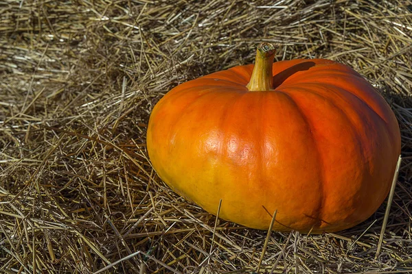 Pumpkin in the hay — Stock Photo, Image
