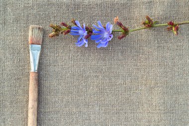 Sivas'tan boya fırçası ve hindiba çiçek