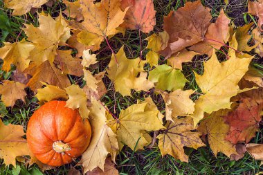 Kabak çim sarı yaprakları ile