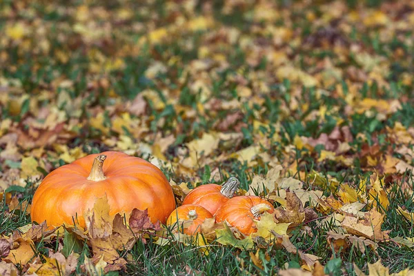 Pumpkin in the grass with yellow leaves — Stock Photo, Image