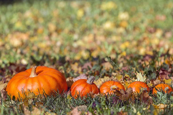 Pumpkin in the grass with yellow leaves — Stock Photo, Image