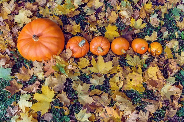 Pumpkins in yellow fallen leaves — Stock Photo, Image