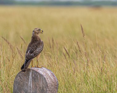 Beyaz Gözlü Şahin Çimenler Diyarında Bir Öldürme Arıyor