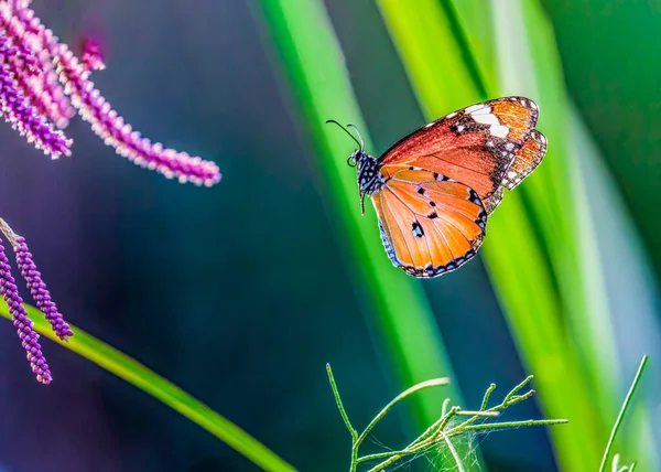 Düz Kaplan Kelebeği Pembe Çiçeğe Konuyor — Stok fotoğraf