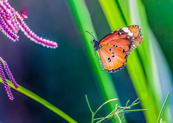 Llano Tigre Mariposa Aterrizaje Rosa Flor — Foto de Stock