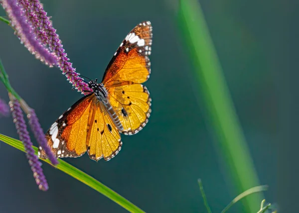 Arka Işıkta Bir Çiçekte Sade Kaplan Kelebeği — Stok fotoğraf