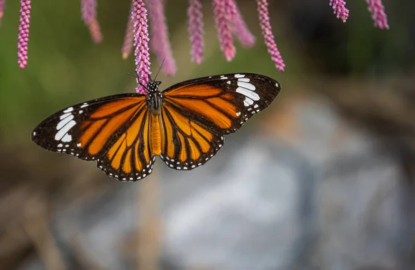 Kaplan Kelebeği Güzel Kanatlarını Sergiliyor — Stok fotoğraf