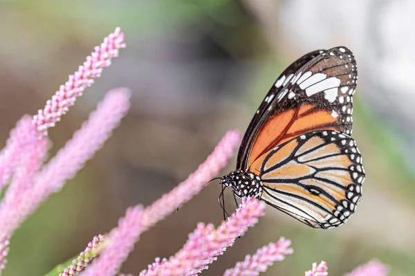 Mariposa Tigre Común Una Flor Rosa — Foto de Stock