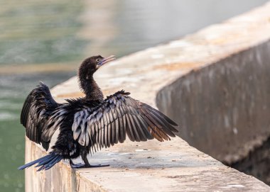 Karabatak bakıyor ve güzel dünya için Tanrı 'ya şükrediyor.