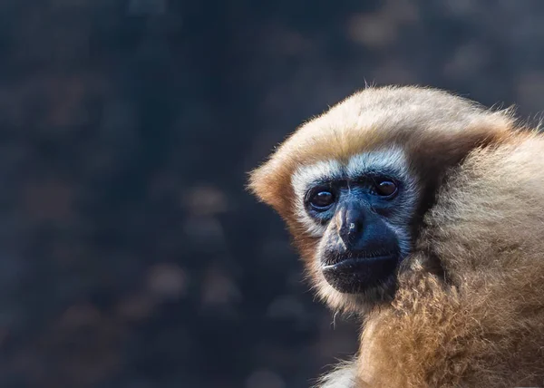원숭이 가까이 — 스톡 사진
