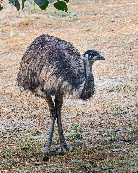 Emu Sétál Terepen — Stock Fotó
