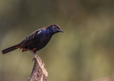 Ağaçtaki Kızılderili Robin