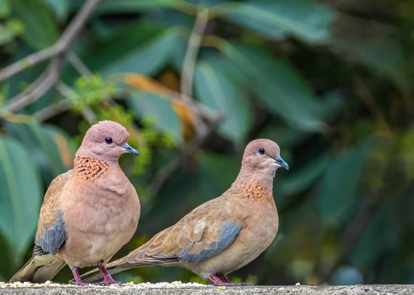 Par Pombas Geralmente Andam Juntos Busca Comida Sentados Uma Parede — Fotografia de Stock