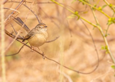 Sade Prinia Çalı bitkilerinde saklı