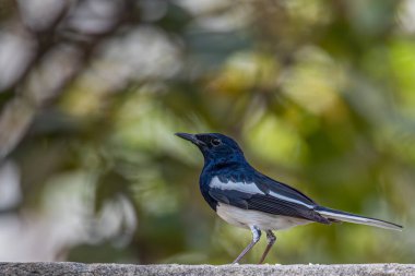 Doğulu Saksağan duvarda oturuyor ve arkasına bile bakmıyor.