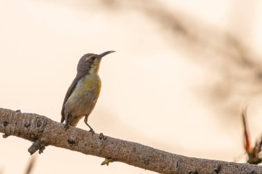 Sırtında güneş kuşu Işık ve gökyüzüne doğru bakıyor