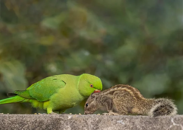Rose Ring Parrot Fight Squirrel Food — Stock Photo, Image